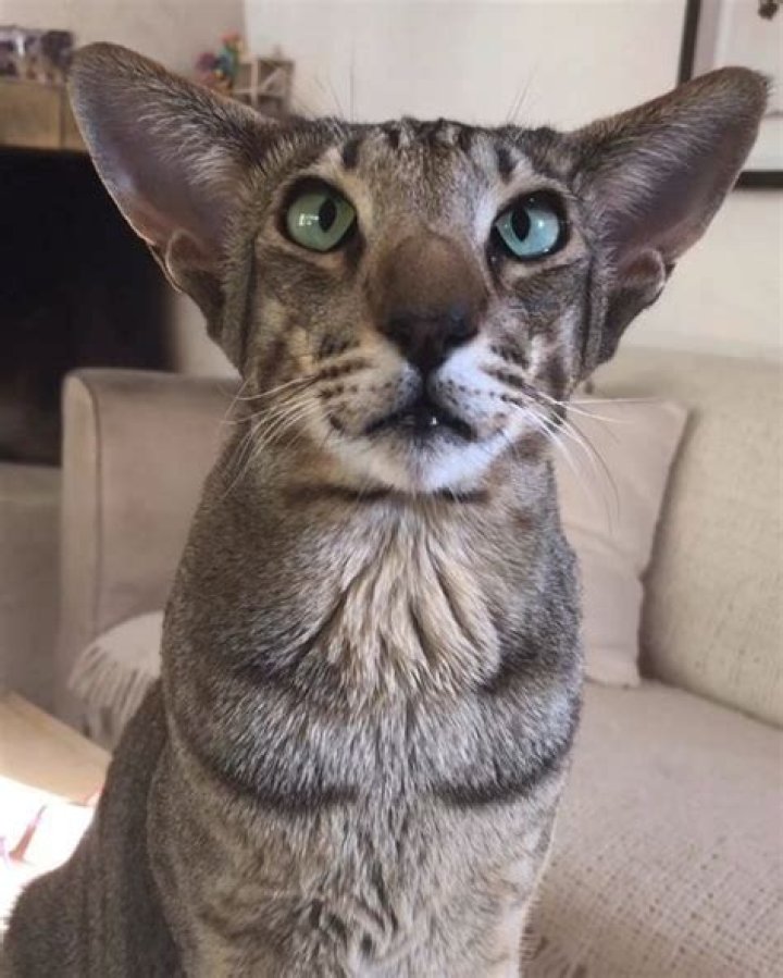 Balam the Cat