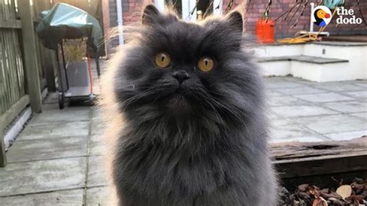 Bobbie the Cat