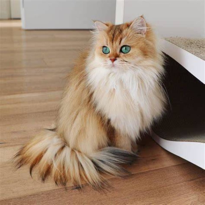 Smoothie the Cat