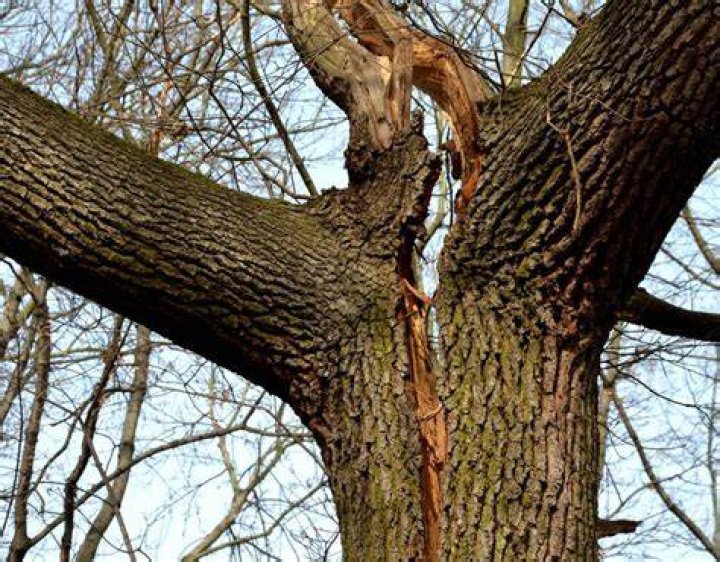 Tree Ma