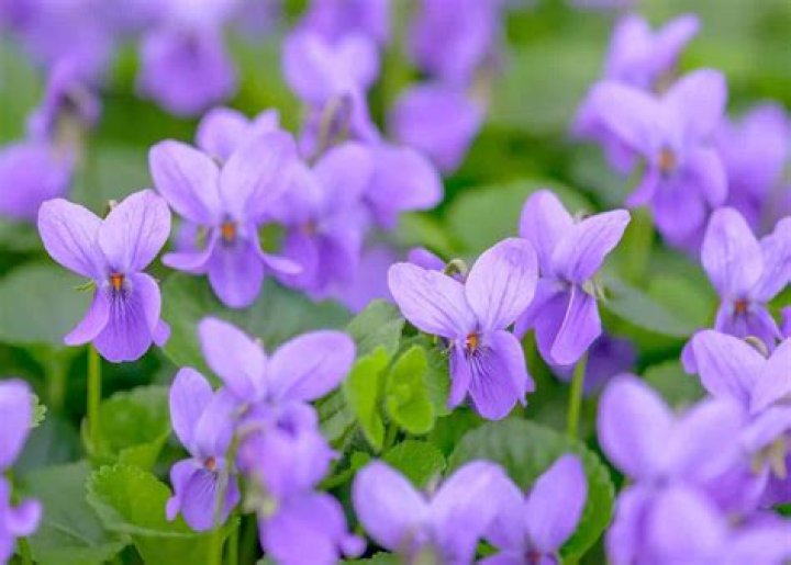 Violette